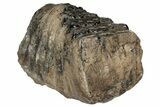 7.2" Partial Southern Mammoth Molar - Hungary - #200772-1
